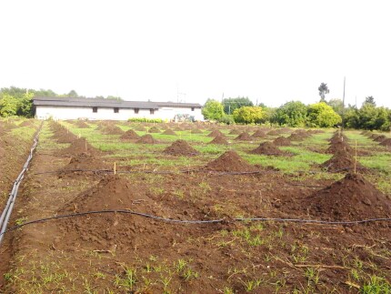 آبیاری قطره ای